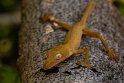 121 Peyrieras reservaat, gelijnde bladstaartgekko